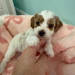 Boo - Cream male Goldendoodle puppy in Port Saint Lucie, Florida from Coastal Crown Doodles