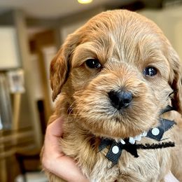 Delilah - Red Cockapoo puppy in Roseville, California from Darby Park Doodles