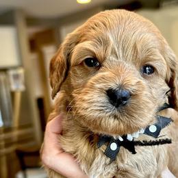 Delilah - Red Cockapoo puppy in Roseville, California from Darby Park Doodles