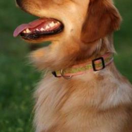 Golden Retrievers from Charming Goldens