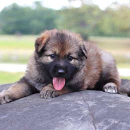 Purple Collar girl - Sable female German Shepherd puppy in Elkmont, Alabama from Oakmont Shepherds