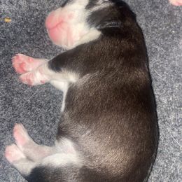 Siberian Husky Puppies from Christina Karcher's Siberian Huskies