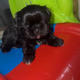 Wesley - Black and white male Shih Tzu puppy in Kettering, Ohio from The Ruff Life Tribe