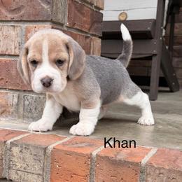 Khan - Blue tan and white male Beagle puppy in Mansfield, Missouri from Rippee Creek Kennel