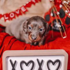 Tulip - Dapple female Dachshund puppy in Tifton, Georgia from Conger's Lil Smokies