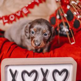 Tulip - Dapple female Dachshund puppy in Tifton, Georgia from Conger's Lil Smokies
