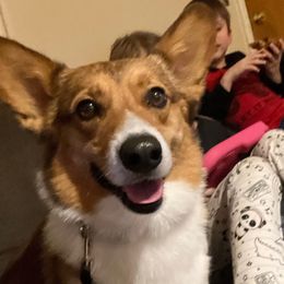 River - Pembroke Welsh Corgi