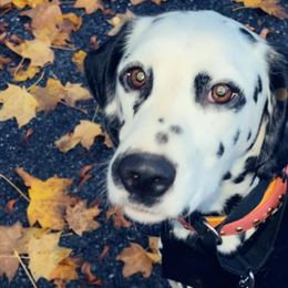 Dalmatians from Pine Ridge Dalmatians
