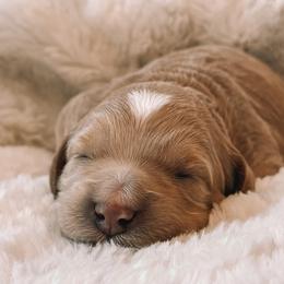 Bogus - Apricot male Goldendoodle puppy in Meridian, Idaho from Table Rock Legacy Doodles