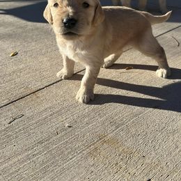 Goldendoodle Puppies from Beemba Goldens