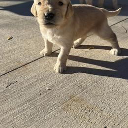 Goldendoodle Puppies from Beemba Goldens