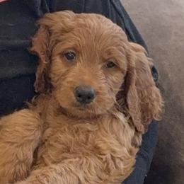 Black, Teddy - Red  male Goldendoodle puppy in Lake Panasoffkee, Florida from Donnas Deluxe Doodles LLC