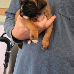 Nikko - Fawn male Boxer puppy in Thompson, Pennsylvania from Moonlitboxers