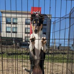 Cascade - Black white and tan female Collie puppy in Dickson, Tennessee from Ceilidh Collies