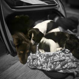 Dachshund Puppies from Kandice's Dachshunds