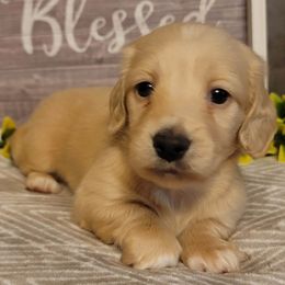 Dachshund Puppies from Spinks Puppies