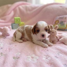 Hailey - Blenheim female Cavalier King Charles Spaniel puppy in Pennsylvania from Julie's Cavalier King Charles Spaniels