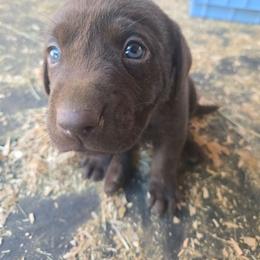 Red - Chocolate male Labrador Retriever puppy in Astoria, Oregon from Tahoma Sunrise
