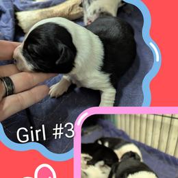 Australian Shepherd and Great Dane Puppies from AEW Farm