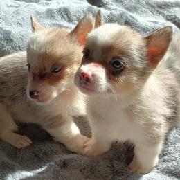 American Corgi and Pembroke Welsh Corgi Puppies from Angelique Brooks