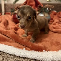 Barkley - Chocolate and cream male Dachshund puppy in Stilwell, Oklahoma from B & K Dachshunds