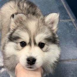 Pomsky Puppies from PomskyParadise