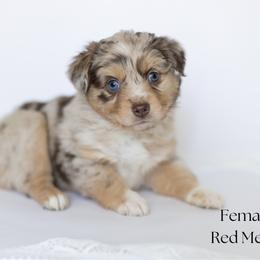 Clover - Red merle female Miniature Australian Shepherd puppy in Wooster, Ohio from Kari's Mini Aussies