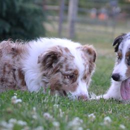 Australian Shepherds from Lace Creek Ranch