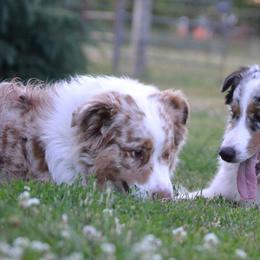 Australian Shepherds from Lace Creek Ranch