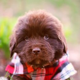 Fern - White and brown Newfoundland puppy in Madison, Wisconsin from Riddle Family Newfoundland