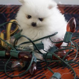 Pomeranian Puppies from Doc’s Little Poms