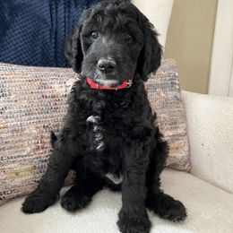 Havanese, Poodle, and Sheepadoodle Puppies from KK's Doodles and Havanese