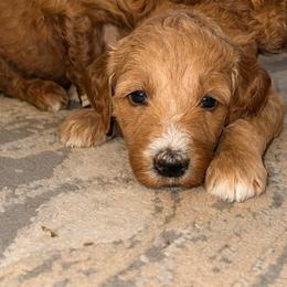 Bubbles - teal collar - Apricot female Goldendoodle puppy in Puyallup, Washington from Dawnie’s Doodles