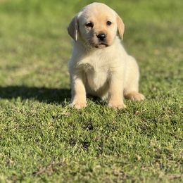 Jade (purple) - Labrador Retriever puppy in Gerber, California from In The Zone Dog Training and Breeding