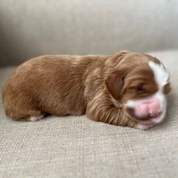 Maple- Male - Red  male Goldendoodle puppy in Apopka, Florida from The Classic Doodle