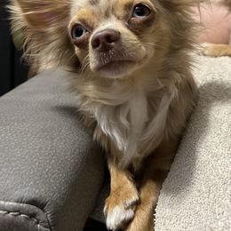 Chihuahua puppies from Snow Peak Kennel