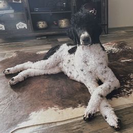 Maggie - Poodle