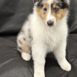Biewer Terrier and Collie Puppies from Juan F Londono Esteban