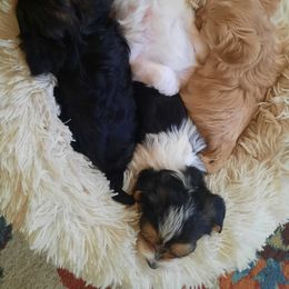 Morkie Puppies from The Morkie Mafia