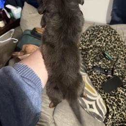 Drake - Dapple male Dachshund puppy in Mountain Home, Arkansas from Furry Friends Kennel