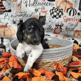 Bella - Piebald female Dachshund puppy in Anaconda, Montana from Williams Family Dachshunds