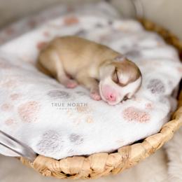 Pomsky Puppies from True North Pomskies