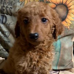 Finley - Apricot male Goldendoodle puppy in Centralia, Missouri from Oodles Of Doodles Mo.