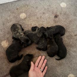 Girl 3 - Gold brindle female Dutch Shepherd puppy in Hastings, Minnesota from Century Hills Farm