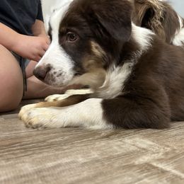 Trip ASDR - Red tri-color male Australian Shepherd puppy in Johnson City, Tennessee from St. Isidore's Australian Shepherds