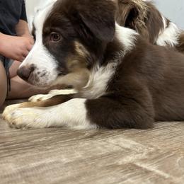 Trip ASDR - Red tri-color male Australian Shepherd puppy in Johnson City, Tennessee from St. Isidore's Australian Shepherds