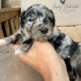 Aussiedoodle and Sarplaninac Puppies from Pesky Redneck Mini Ranch