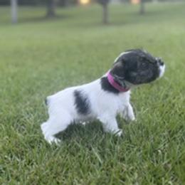 Miniature Schnauzer Puppies from Rebecca LeBoeuf