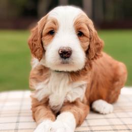 Fred - Parti male Goldendoodle puppy in Hartwell, Georgia from BellaDoodles