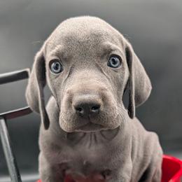 Lainey - Blue female Weimaraner puppy in Evart, Michigan from Drehbar Weimaraners